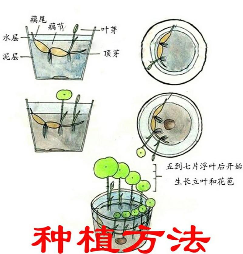睡莲的种植方法,睡莲的种植方法和注意事项-第2张图片-优品飞百科 睡莲的种植方法,睡莲的种植方法和注意事项-第2张图片-优品飞百科