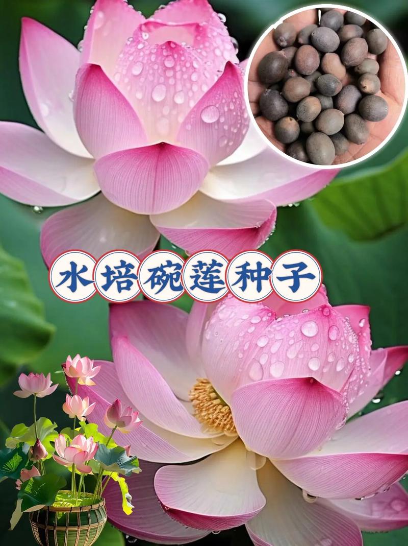 睡莲的种植方法,睡莲的种植方法和注意事项-第4张图片-优品飞百科 睡莲的种植方法,睡莲的种植方法和注意事项-第4张图片-优品飞百科