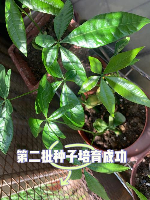 发财树种子怎样播种？发财树种子怎么种才会发芽？