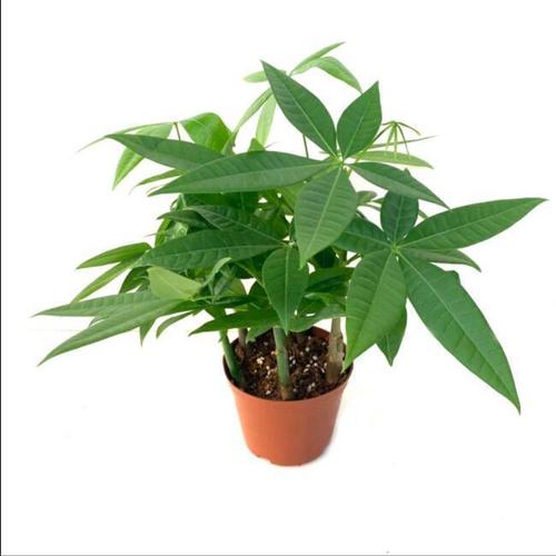 发财树种子怎样播种?发财树种子怎么种才会发芽?-第2张图片-优品飞百科 发财树种子怎样播种?发财树种子怎么种才会发芽?-第2张图片-优品飞百科