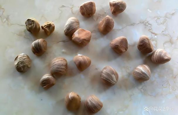 发财树种子怎样播种?发财树种子怎么种才会发芽?-第3张图片-优品飞百科 发财树种子怎样播种?发财树种子怎么种才会发芽?-第3张图片-优品飞百科