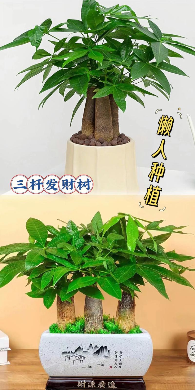 发财树种子怎样播种?发财树种子怎么种才会发芽?-第5张图片-优品飞百科 发财树种子怎样播种?发财树种子怎么种才会发芽?-第5张图片-优品飞百科