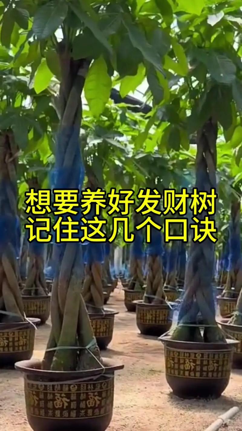 发财树种子怎样播种?发财树种子怎么种才会发芽?-第6张图片-优品飞百科 发财树种子怎样播种?发财树种子怎么种才会发芽?-第6张图片-优品飞百科