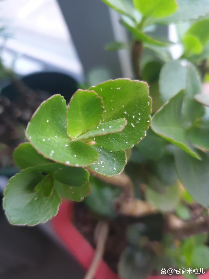 家里花爱招“虫子”，家里的花招腻虫怎么办？