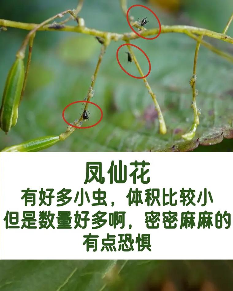 家里花爱招“虫子”，家里的花招腻虫怎么办？-第2张图片-优品飞百科