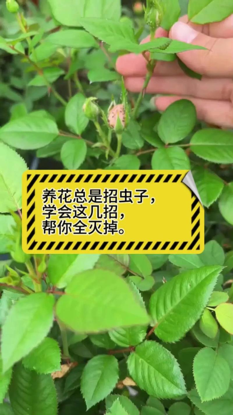 家里花爱招“虫子”，家里的花招腻虫怎么办？-第3张图片-优品飞百科