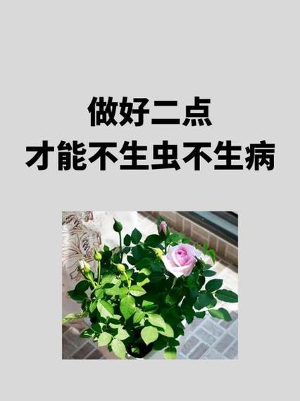 家里花爱招“虫子”，家里的花招腻虫怎么办？-第4张图片-优品飞百科