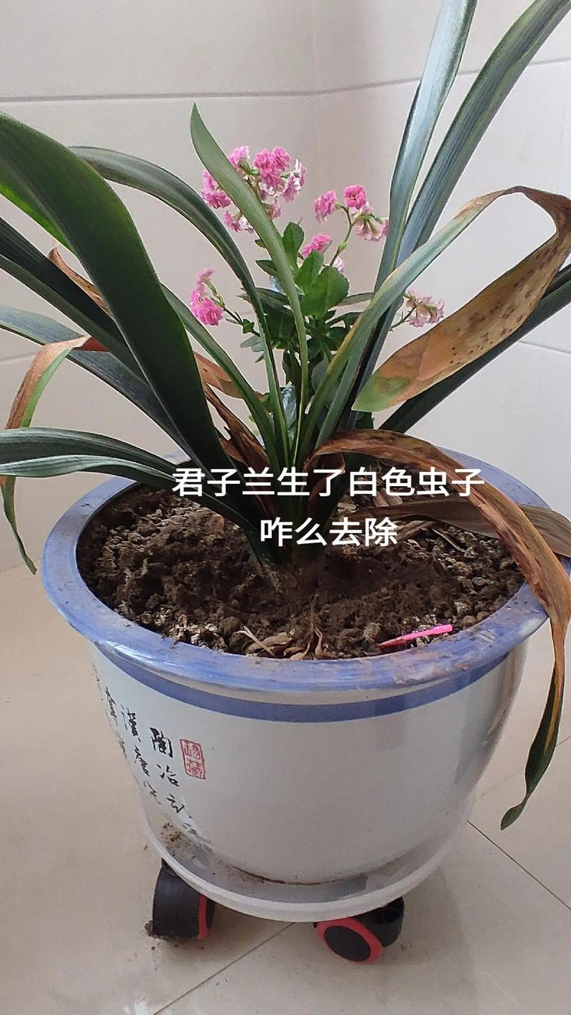 家里花爱招“虫子”，家里的花招腻虫怎么办？-第5张图片-优品飞百科