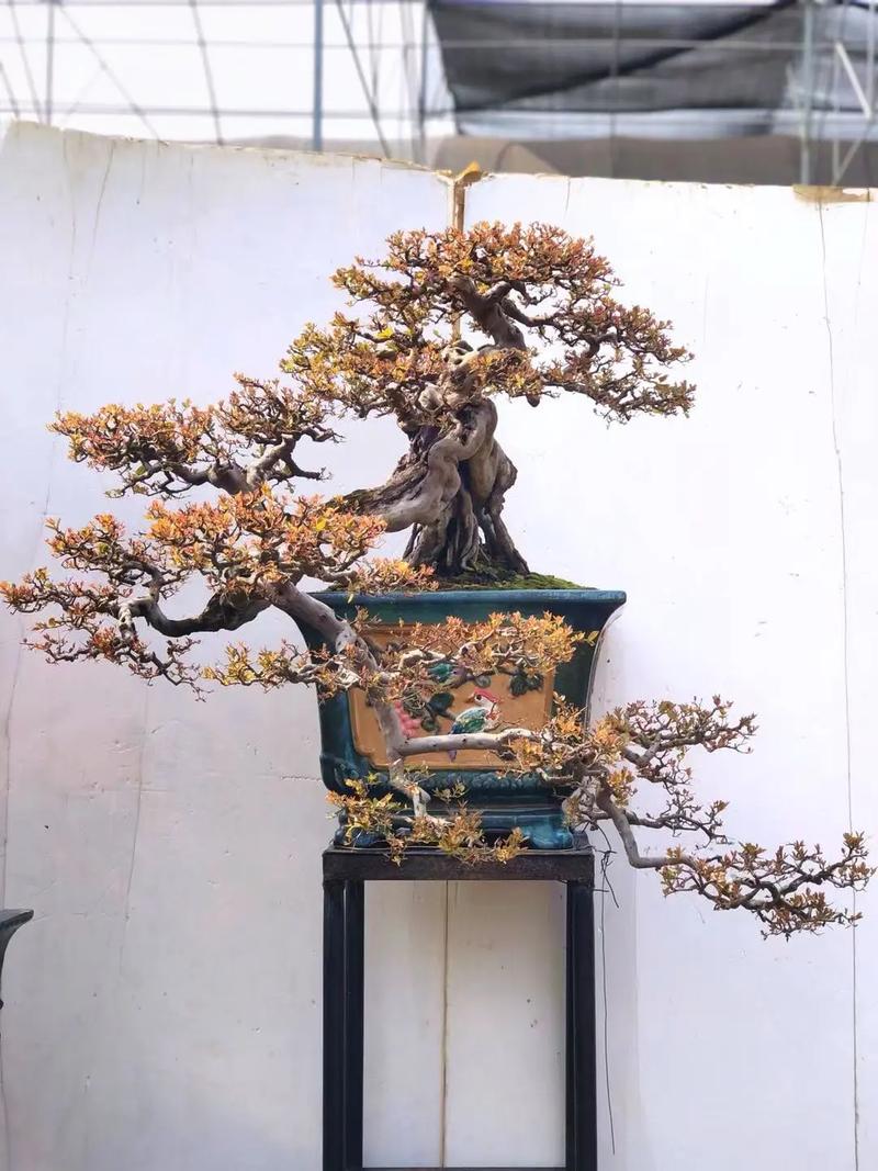 雀梅盆景怎么修剪，雀梅盆景修剪时间