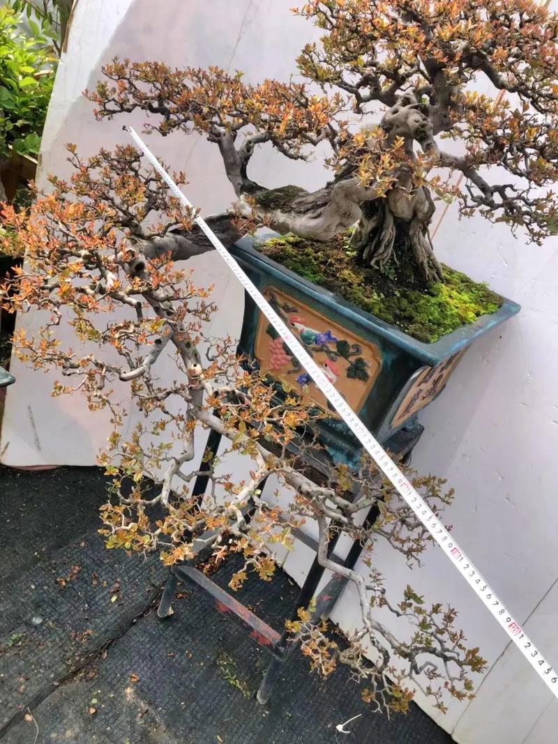 雀梅盆景怎么修剪，雀梅盆景修剪时间-第2张图片-优品飞百科