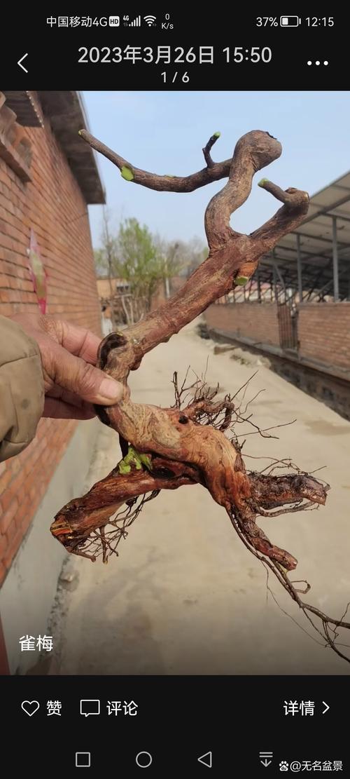 雀梅盆景怎么修剪，雀梅盆景修剪时间-第3张图片-优品飞百科