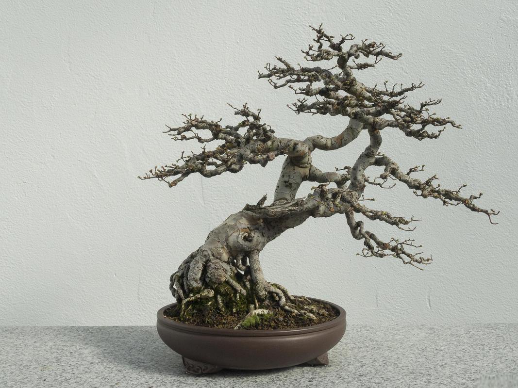 雀梅盆景怎么修剪，雀梅盆景修剪时间-第4张图片-优品飞百科