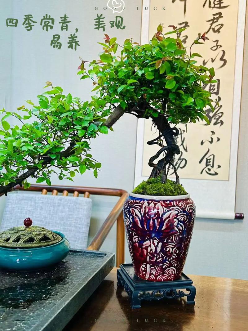 雀梅盆景怎么修剪，雀梅盆景修剪时间-第5张图片-优品飞百科