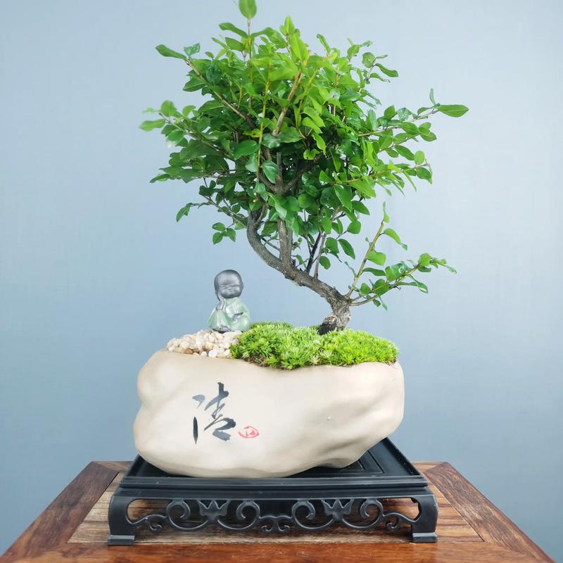 雀梅盆景怎么修剪，雀梅盆景修剪时间-第6张图片-优品飞百科