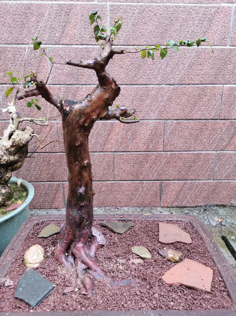 雀梅盆景怎么修剪，雀梅盆景修剪时间-第7张图片-优品飞百科