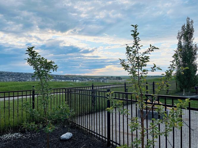 苹果种子如何育苗,苹果种子育苗方法全过程简笔画?-第3张图片-优品飞百科 苹果种子如何育苗,苹果种子育苗方法全过程简笔画?-第3张图片-优品飞百科