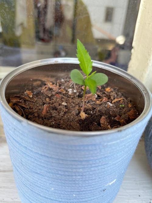 苹果种子如何育苗,苹果种子育苗方法全过程简笔画?-第4张图片-优品飞百科 苹果种子如何育苗,苹果种子育苗方法全过程简笔画?-第4张图片-优品飞百科