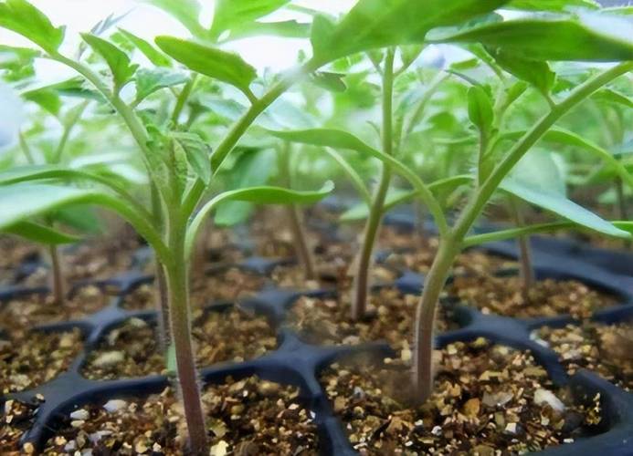 苹果种子如何育苗,苹果种子育苗方法全过程简笔画?-第5张图片-优品飞百科 苹果种子如何育苗,苹果种子育苗方法全过程简笔画?-第5张图片-优品飞百科