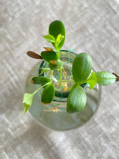 苹果种子如何育苗,苹果种子育苗方法全过程简笔画?-第6张图片-优品飞百科 苹果种子如何育苗,苹果种子育苗方法全过程简笔画?-第6张图片-优品飞百科