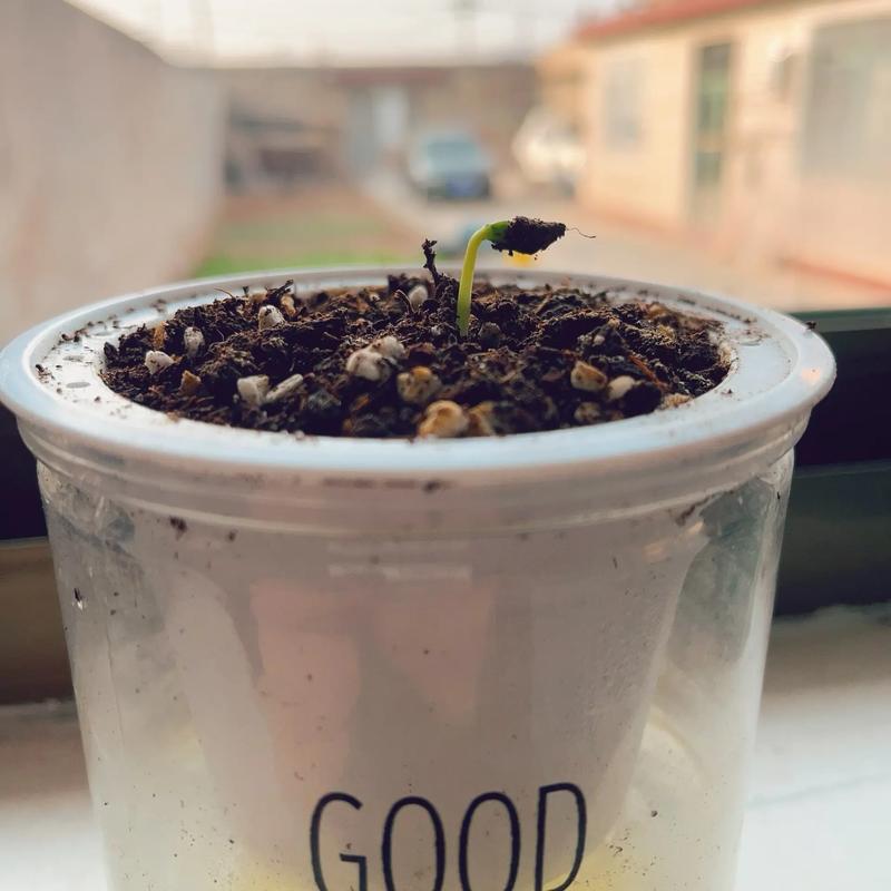 苹果种子如何育苗,苹果种子育苗方法全过程简笔画?-第8张图片-优品飞百科 苹果种子如何育苗,苹果种子育苗方法全过程简笔画?-第8张图片-优品飞百科