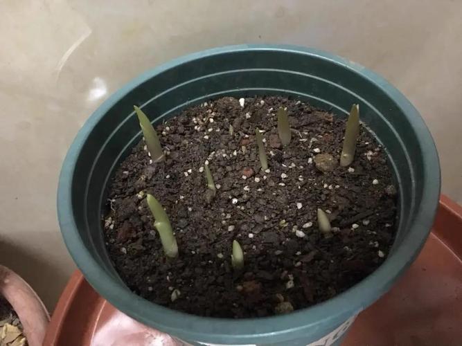 铃兰种球怎么种，铃兰种球种下不发芽怎么回事？