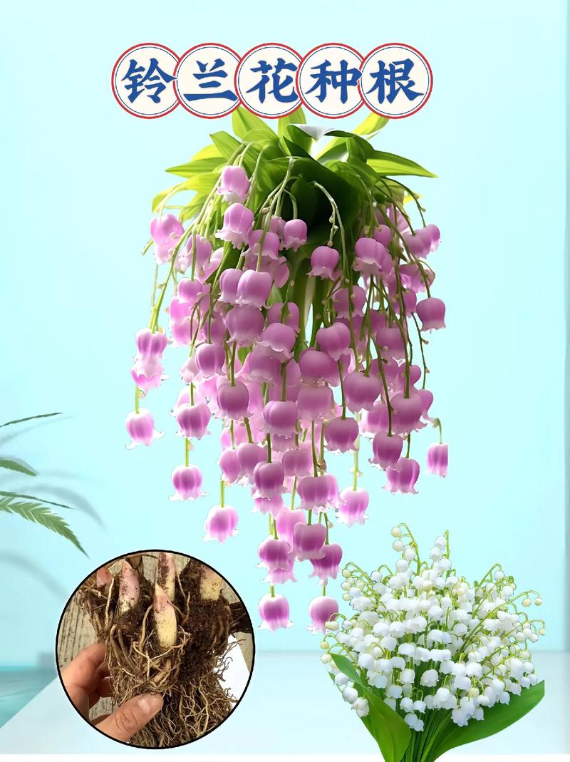 铃兰种球怎么种，铃兰种球种下不发芽怎么回事？-第2张图片-优品飞百科