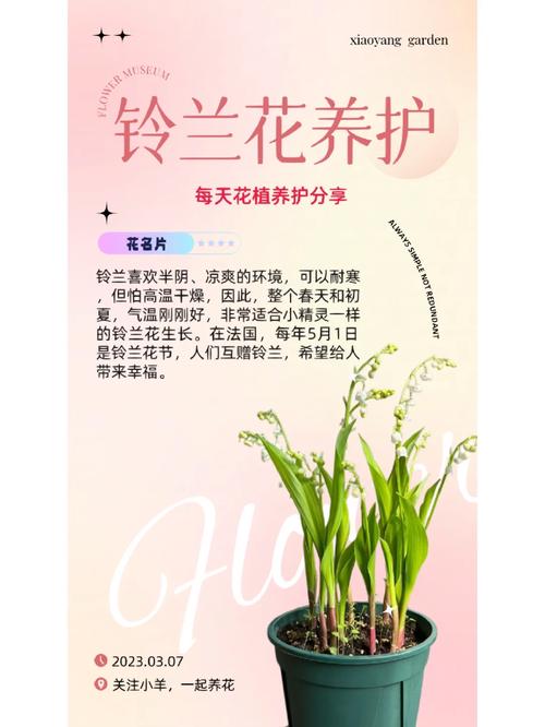 铃兰种球怎么种，铃兰种球种下不发芽怎么回事？-第3张图片-优品飞百科