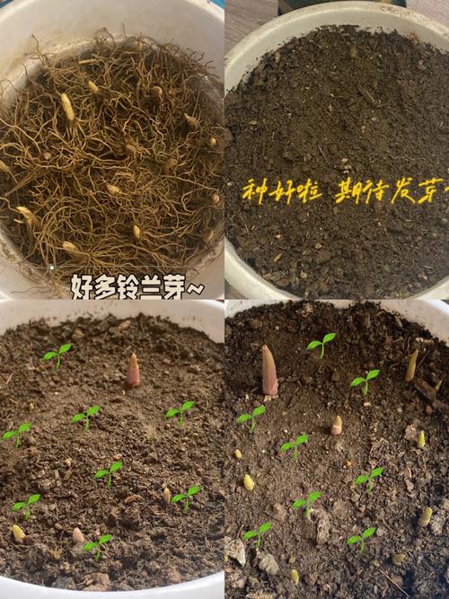 铃兰种球怎么种，铃兰种球种下不发芽怎么回事？-第4张图片-优品飞百科