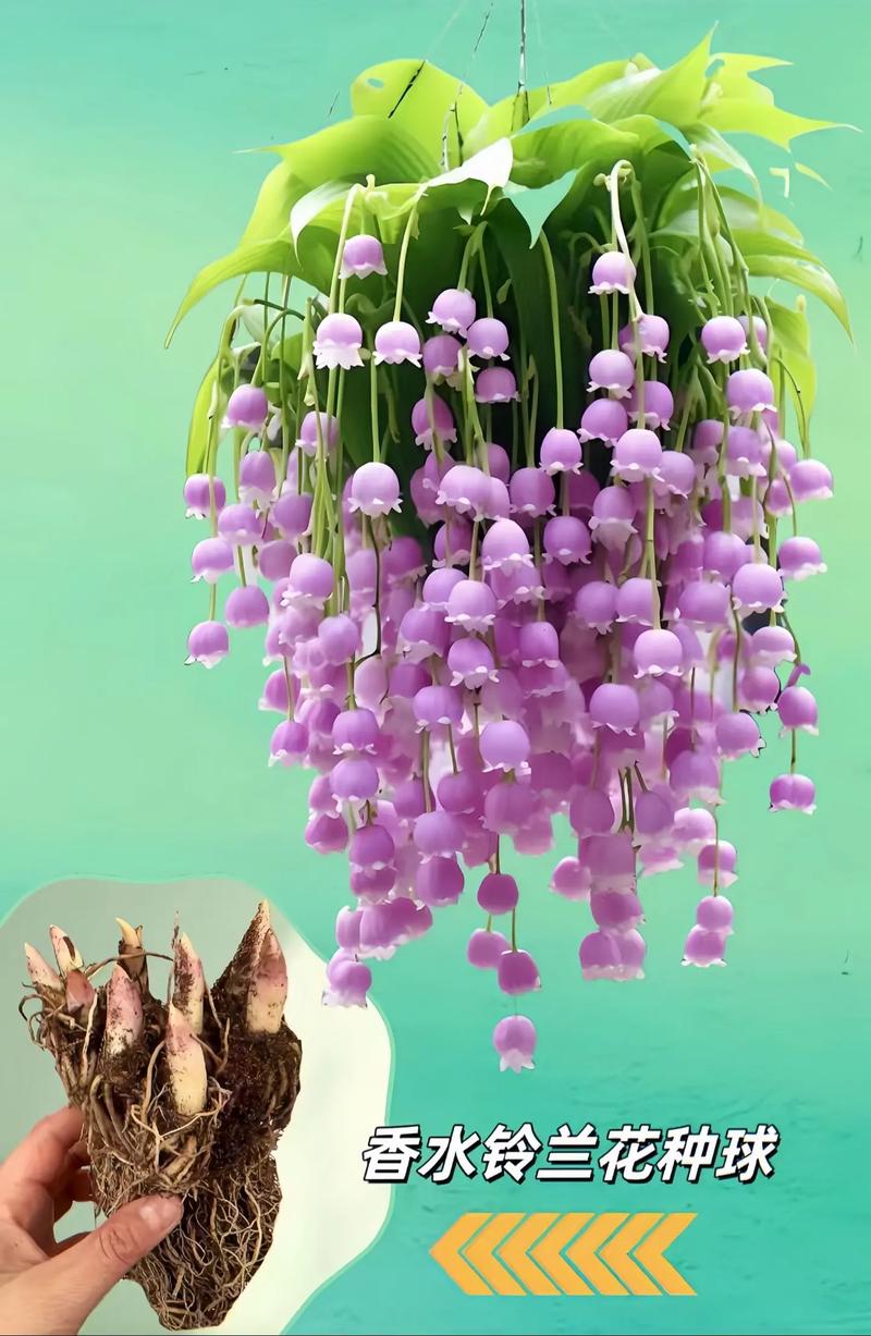 铃兰种球怎么种，铃兰种球种下不发芽怎么回事？-第5张图片-优品飞百科