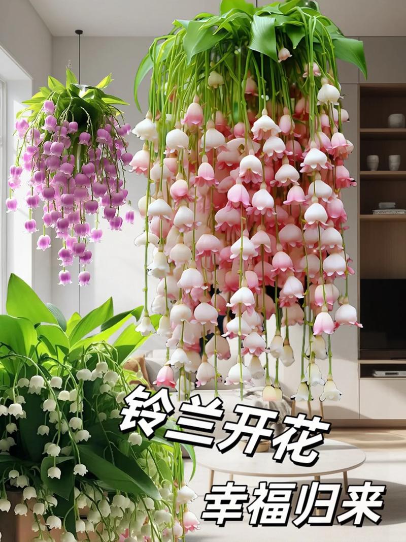 铃兰种球怎么种，铃兰种球种下不发芽怎么回事？-第6张图片-优品飞百科