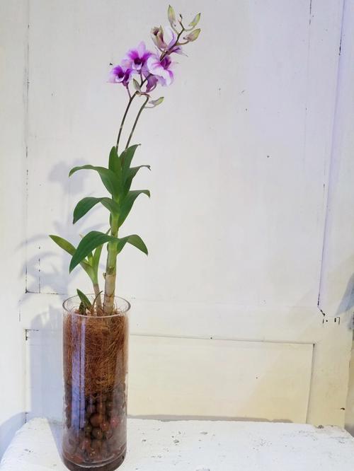 铁皮石斛水培的方法,家庭铁皮石斛水培方法如下-第4张图片-优品飞百科 铁皮石斛水培的方法,家庭铁皮石斛水培方法如下-第4张图片-优品飞百科