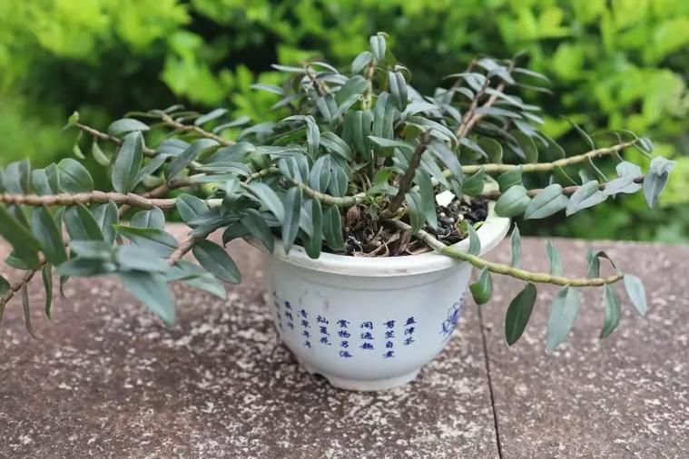 铁皮石斛水培的方法,家庭铁皮石斛水培方法如下-第5张图片-优品飞百科 铁皮石斛水培的方法,家庭铁皮石斛水培方法如下-第5张图片-优品飞百科