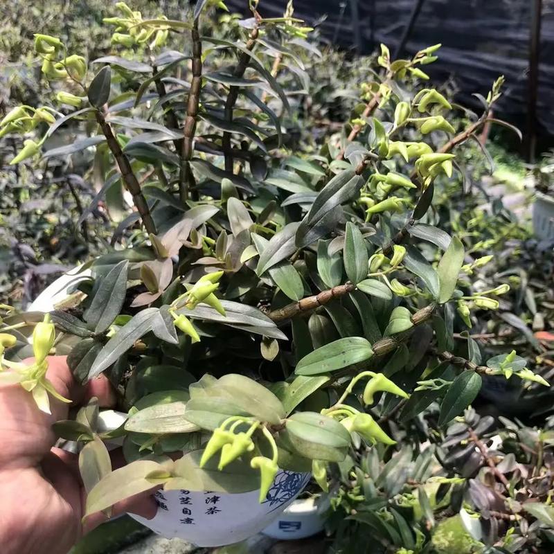 铁皮石斛水培的方法,家庭铁皮石斛水培方法如下-第7张图片-优品飞百科 铁皮石斛水培的方法,家庭铁皮石斛水培方法如下-第7张图片-优品飞百科