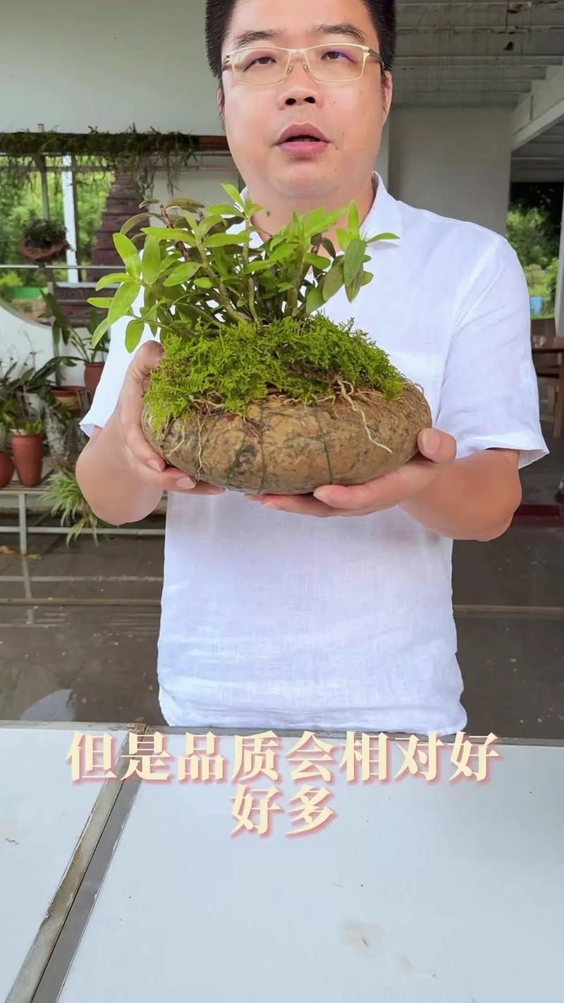 铁皮石斛水培的方法,家庭铁皮石斛水培方法如下-第8张图片-优品飞百科 铁皮石斛水培的方法,家庭铁皮石斛水培方法如下-第8张图片-优品飞百科