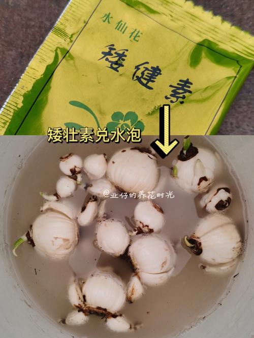 洋水仙可以水培吗，洋水仙可以土培吗？