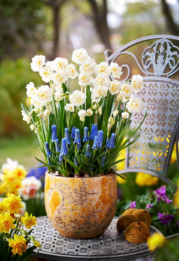 洋水仙可以水培吗，洋水仙可以土培吗？-第2张图片-优品飞百科