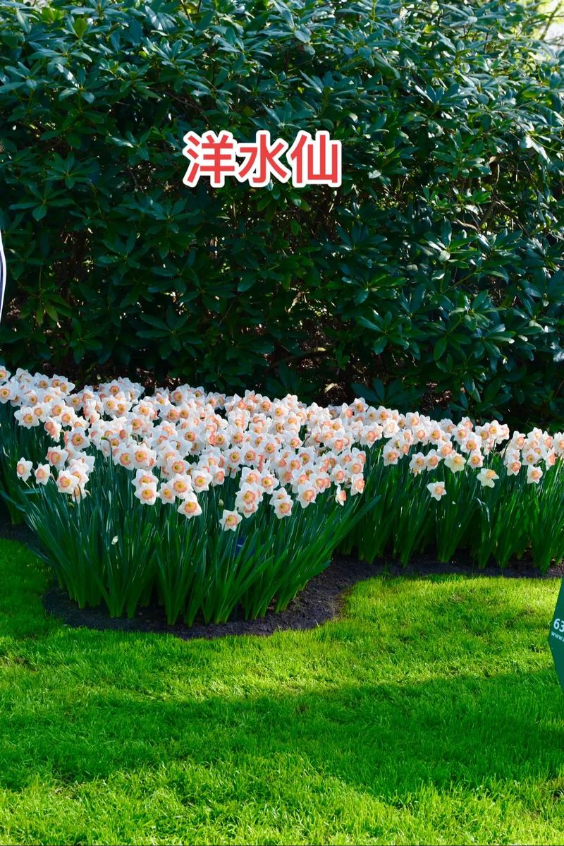 洋水仙可以水培吗，洋水仙可以土培吗？-第3张图片-优品飞百科