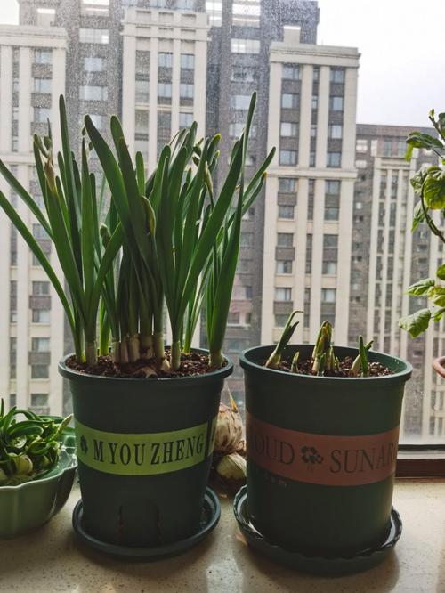 洋水仙可以水培吗，洋水仙可以土培吗？-第4张图片-优品飞百科