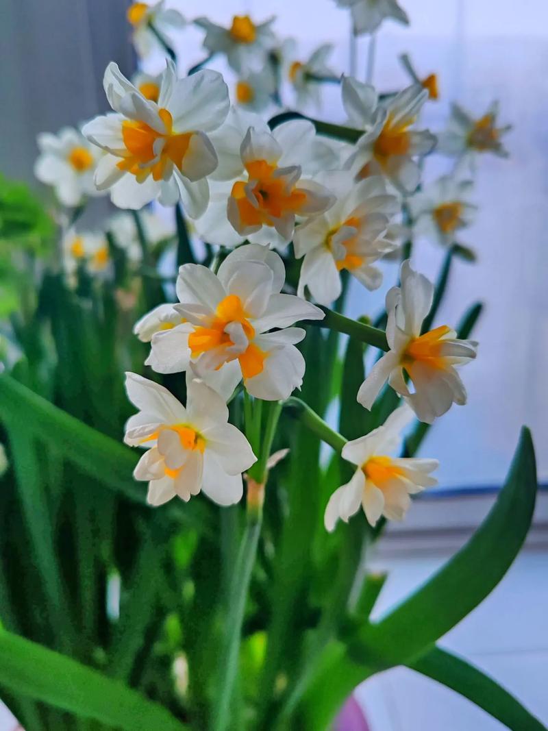 洋水仙可以水培吗，洋水仙可以土培吗？-第5张图片-优品飞百科