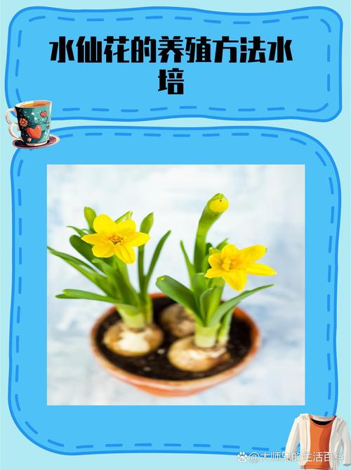 洋水仙可以水培吗，洋水仙可以土培吗？-第6张图片-优品飞百科