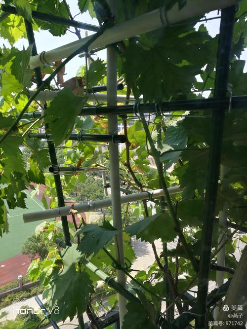 盆栽葡萄如何过冬，盆栽葡萄如何过冬保存？