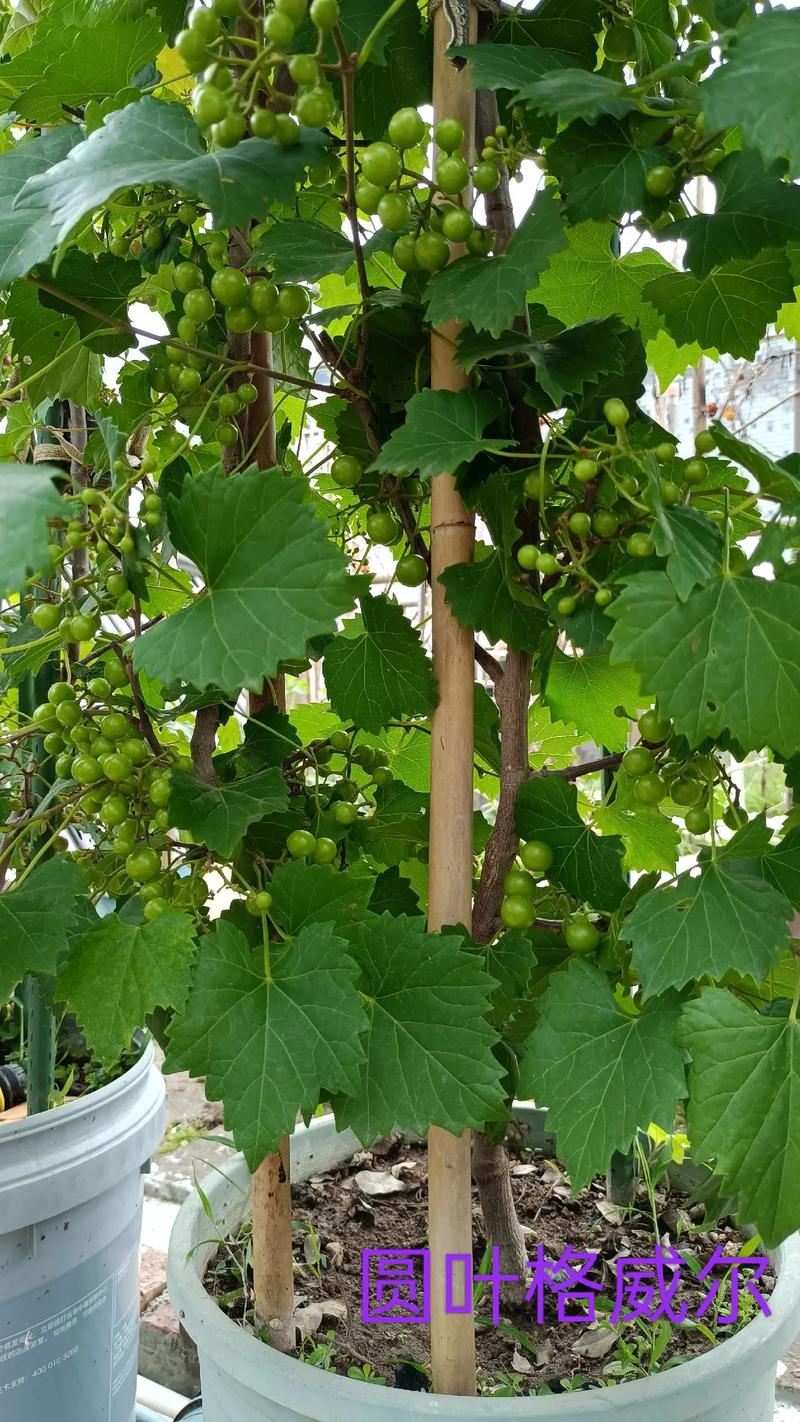 盆栽葡萄如何过冬,盆栽葡萄如何过冬保存?-第2张图片-优品飞百科 盆栽葡萄如何过冬,盆栽葡萄如何过冬保存?-第2张图片-优品飞百科