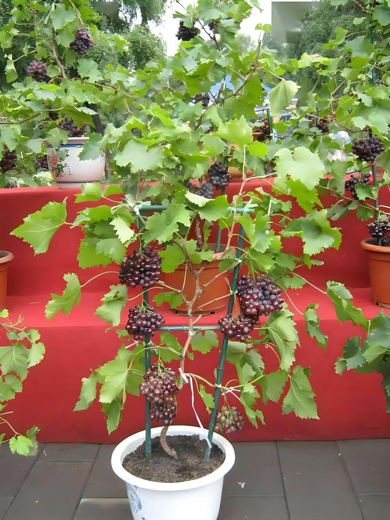 盆栽葡萄如何过冬,盆栽葡萄如何过冬保存?-第3张图片-优品飞百科 盆栽葡萄如何过冬,盆栽葡萄如何过冬保存?-第3张图片-优品飞百科