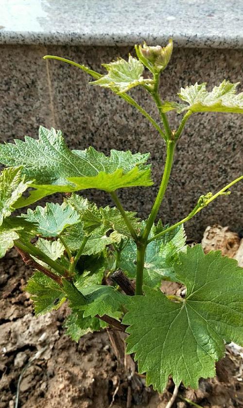 盆栽葡萄如何过冬,盆栽葡萄如何过冬保存?-第5张图片-优品飞百科 盆栽葡萄如何过冬,盆栽葡萄如何过冬保存?-第5张图片-优品飞百科