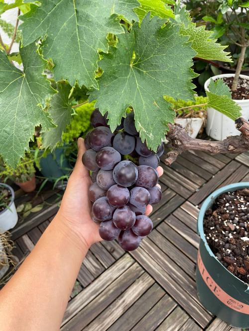 盆栽葡萄如何过冬,盆栽葡萄如何过冬保存?-第6张图片-优品飞百科 盆栽葡萄如何过冬,盆栽葡萄如何过冬保存?-第6张图片-优品飞百科