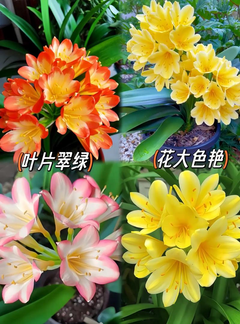 君子兰肥料怎样自制？君子兰肥料怎么施肥？-第2张图片-优品飞百科