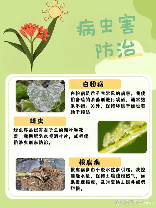 君子兰肥料怎样自制？君子兰肥料怎么施肥？-第5张图片-优品飞百科