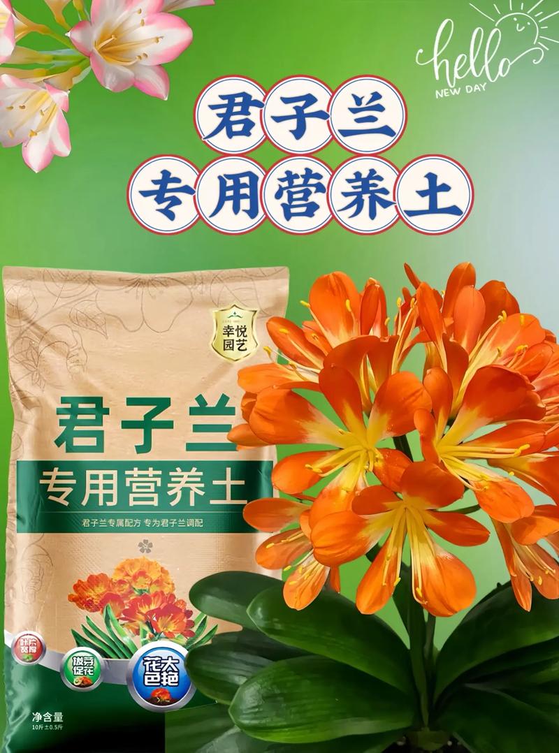 君子兰肥料怎样自制？君子兰肥料怎么施肥？-第6张图片-优品飞百科