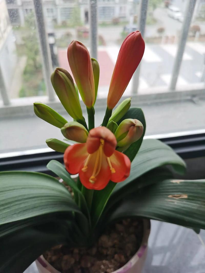 君子兰怎么养才能开花，君子兰怎么养才能开花,开花的窍门