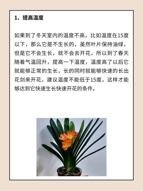 君子兰怎么养才能开花，君子兰怎么养才能开花,开花的窍门-第2张图片-优品飞百科